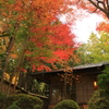 紅葉に囲まれて
