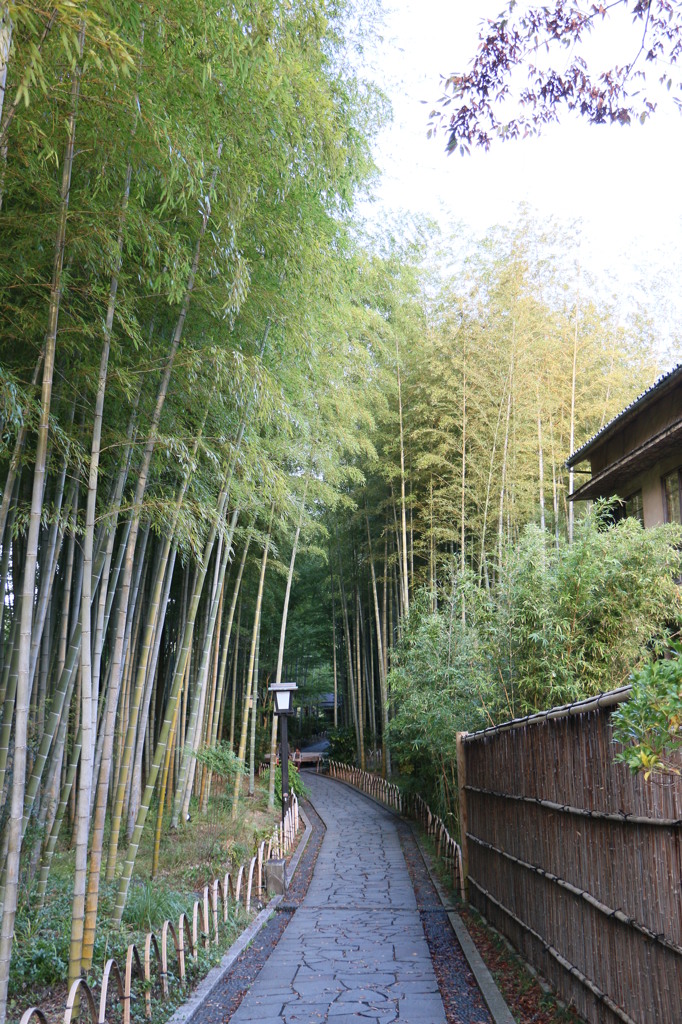 竹林の小径