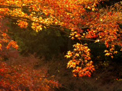 夕陽に照らされた紅葉