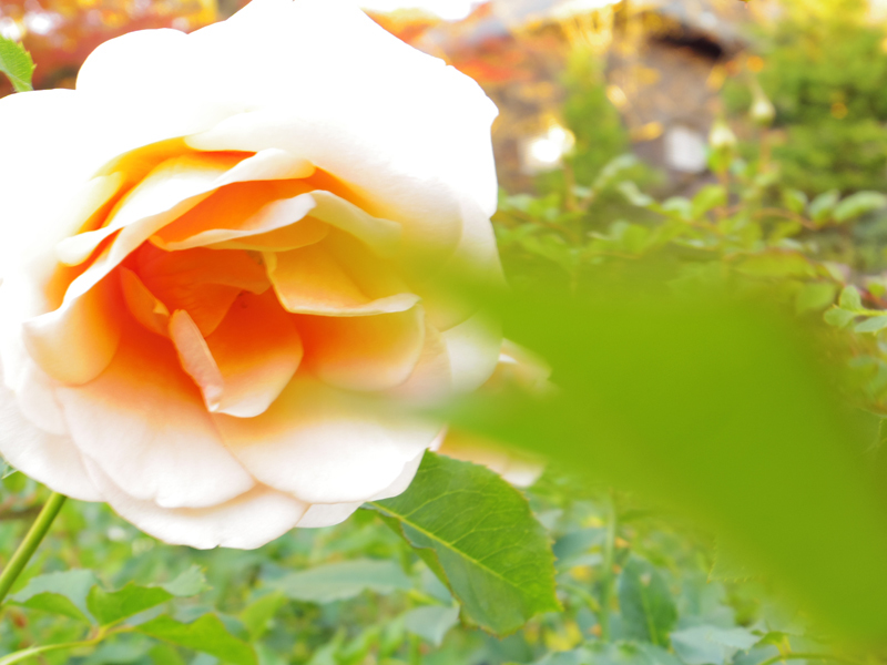 薔薇