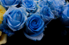 BlueRose