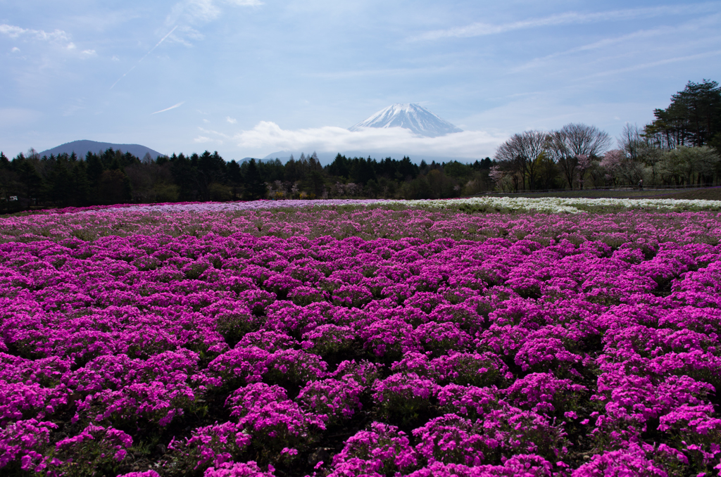 芝桜