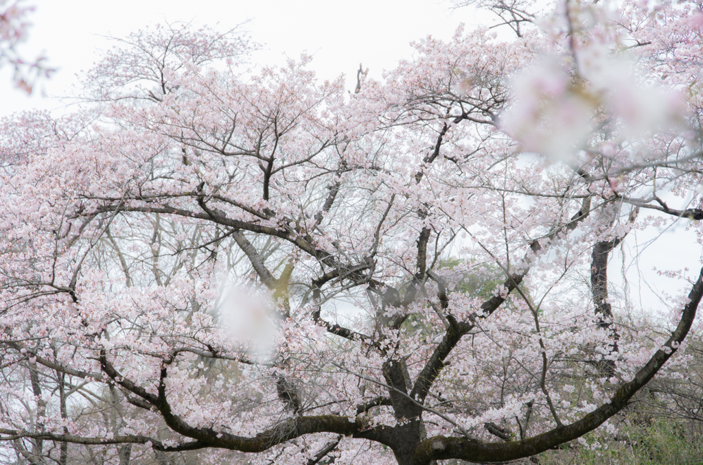SAKURA
