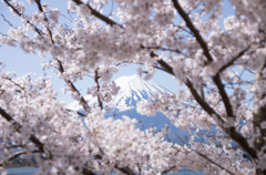 春桜の富士