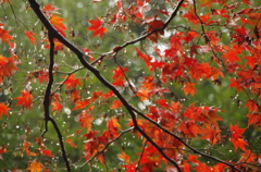 紅葉と雫のカーテン