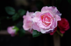 花の気持ち