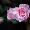 花の気持ち