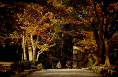 紅みつく並木道