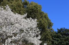 桜と森と空