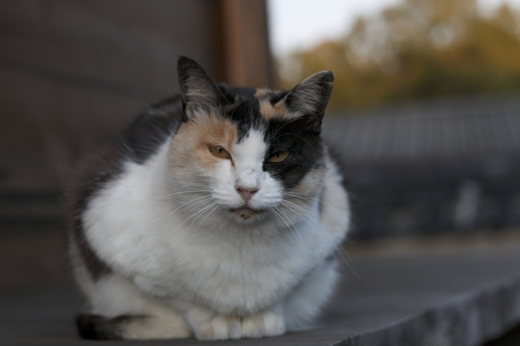 三毛猫正面
