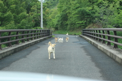 【香川】野犬【門入ダム】