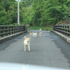 【香川】野犬【門入ダム】