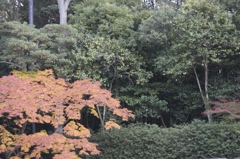 紅葉