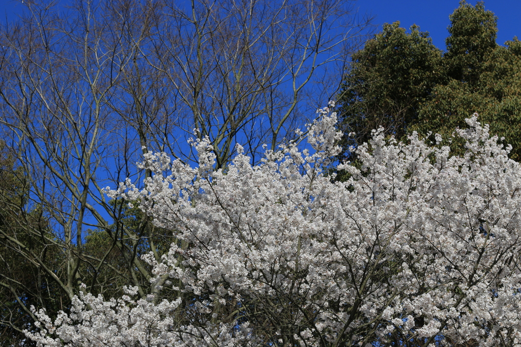 桜かも知れない