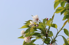 花と空