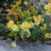 黄色いお花