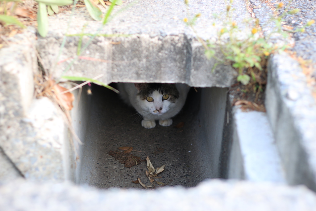 【徳島】隠れる猫ちゃん【渦潮】