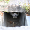 【徳島】隠れる猫ちゃん【渦潮】