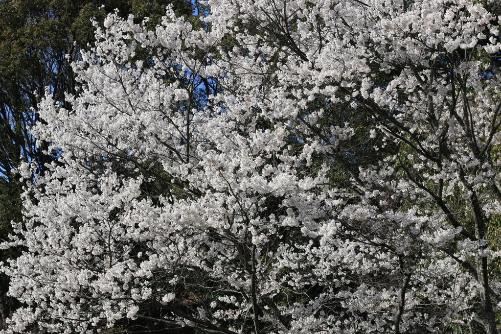桜が咲いた