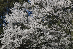 桜が咲いた