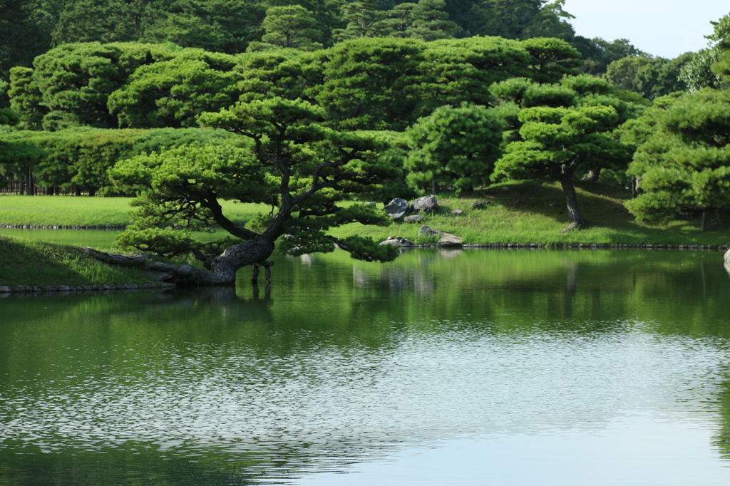 【栗林公園】日本庭園って感じ【マクロレンズ】