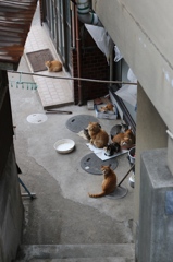 猫の隠れ家