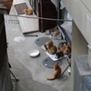 猫の隠れ家