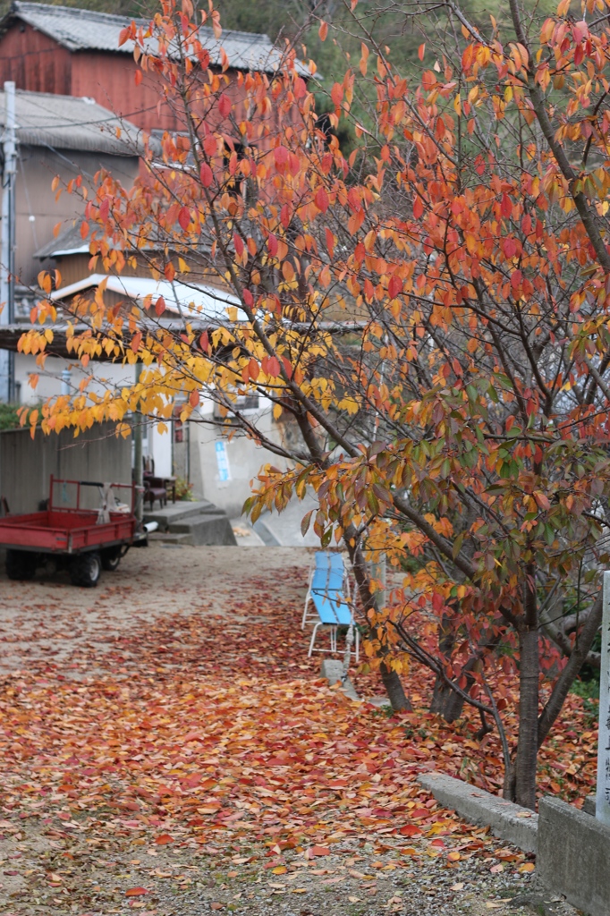 紅葉落ち葉
