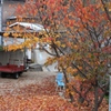 紅葉落ち葉