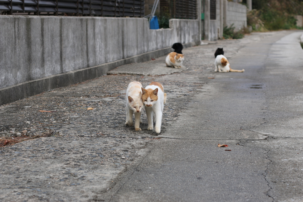 スリスリする猫