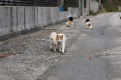 スリスリする猫