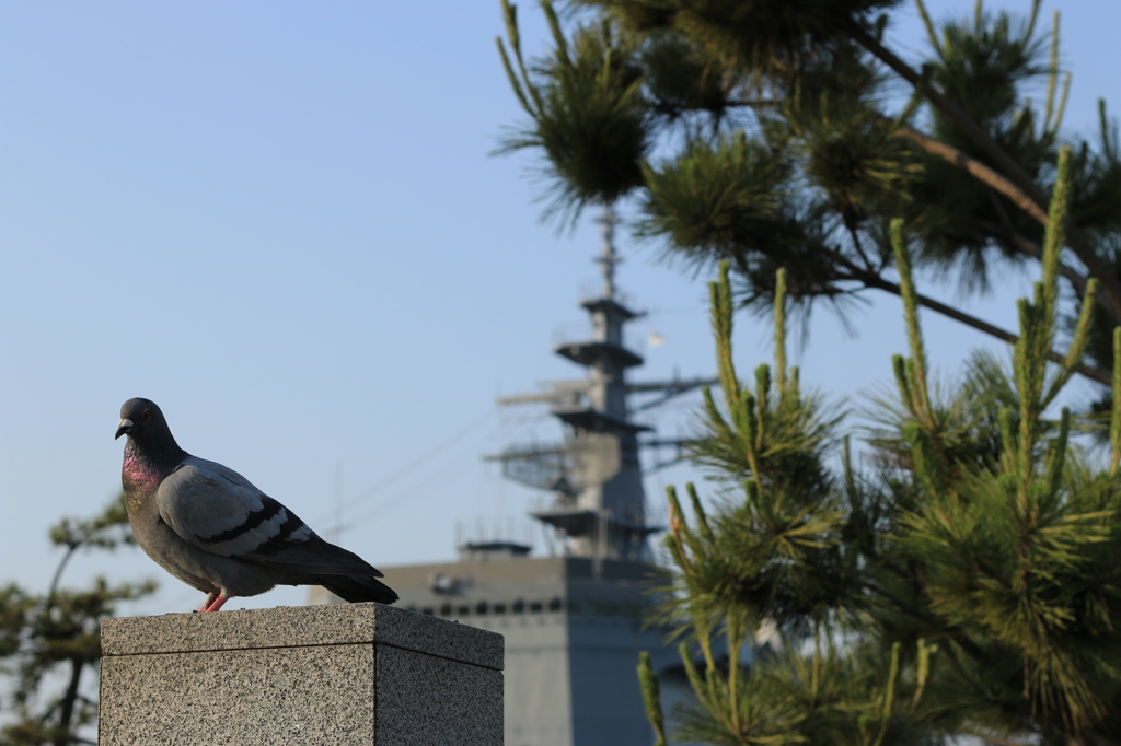 【高松港】鳩と軍艦【うらが】