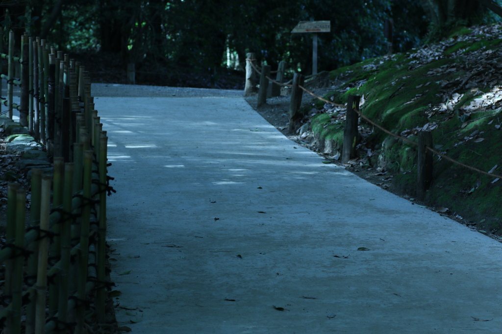 【栗林公園】夕方ROAD【マクロレンズ】