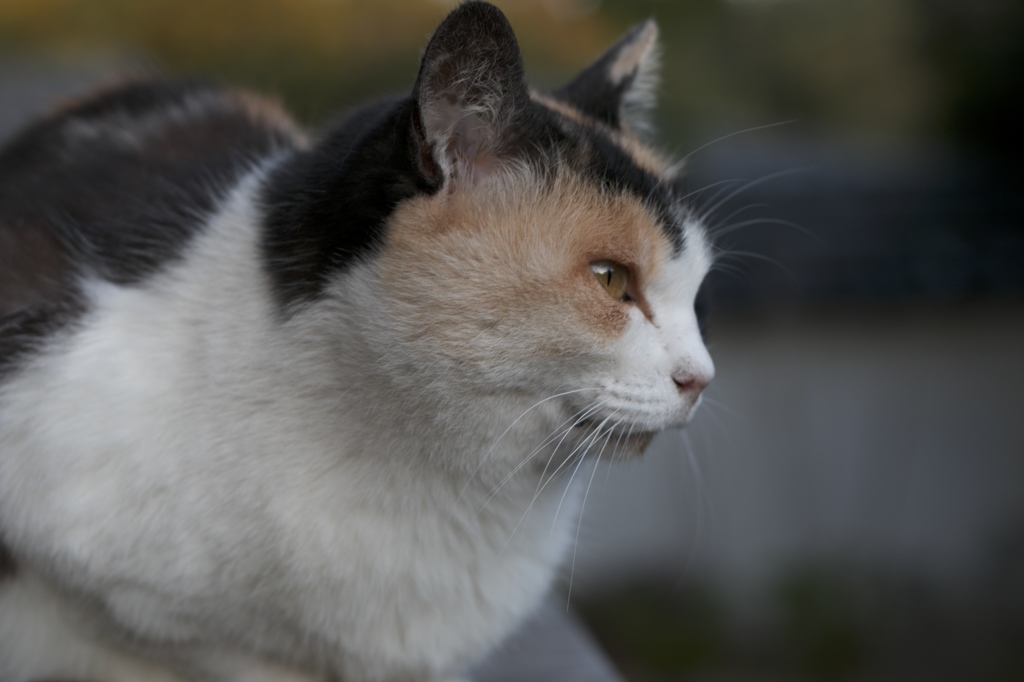 お寺にいた三毛猫