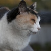 お寺にいた三毛猫