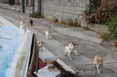 猫に追いかけられる