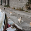 猫に追いかけられる