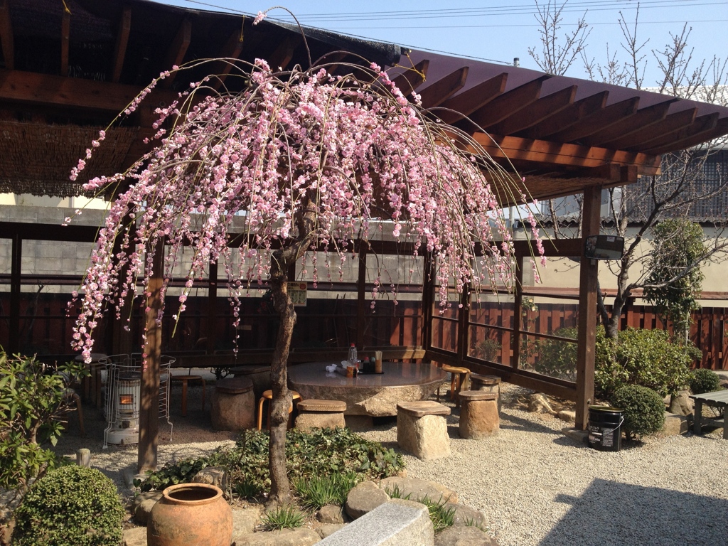 山越うどんの梅の花