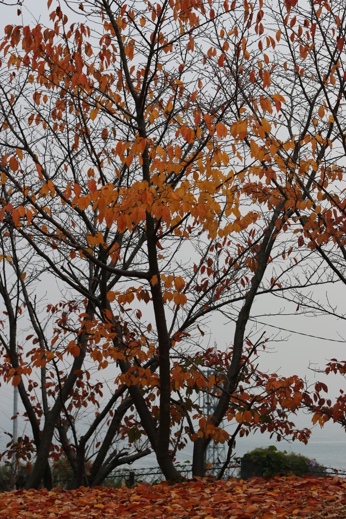 紅葉