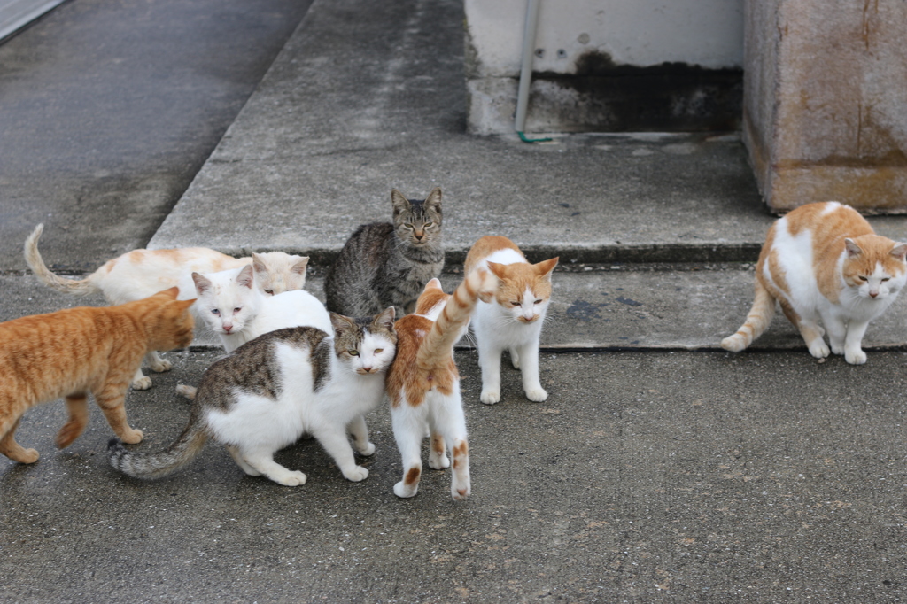 集団猫