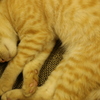 【高松】寝てる猫【肉灸】