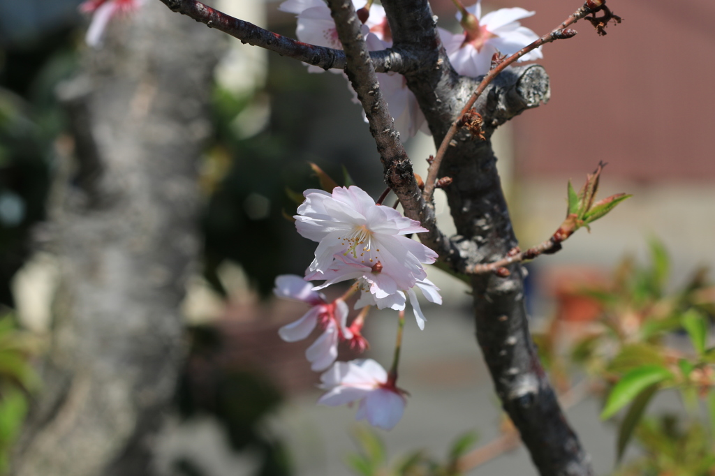 桜の花