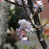 桜の花