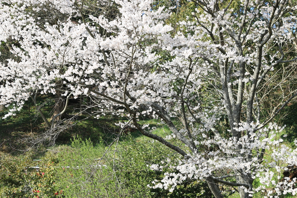 桜