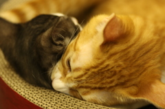 【猫カフェ】猫ちゃんと猫ちゃんの喧嘩【猫ちゃん】
