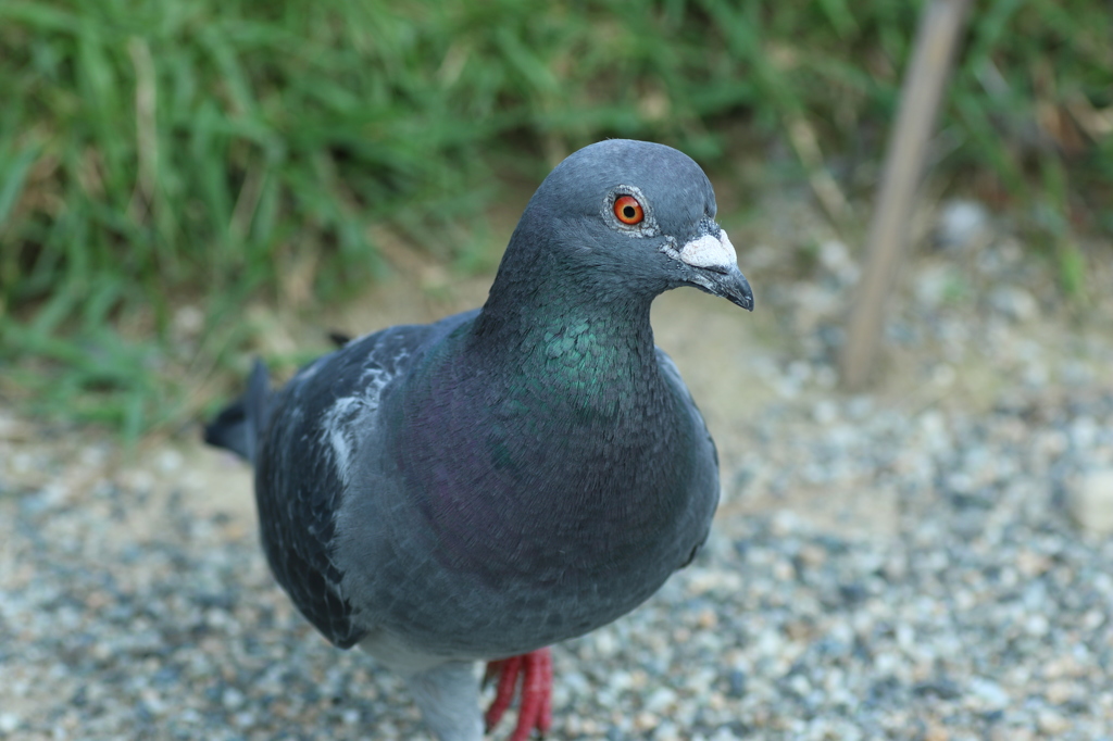 【栗林公園】鳩さんフラミンゴ立【マクロレンズ】