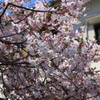 住宅地の桜