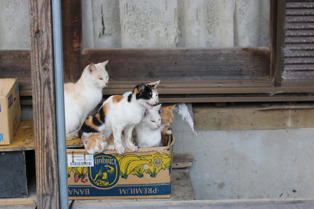 箱入り猫