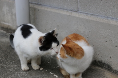 仲良しな猫
