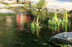 池